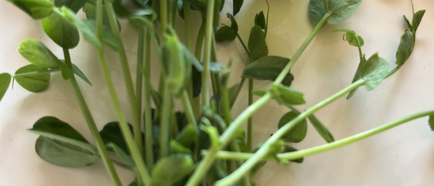 Microgreen Pea Shoots