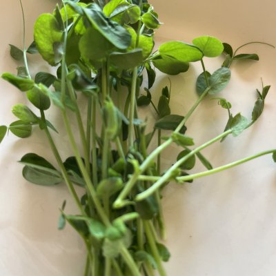 Microgreen Pea Shoots