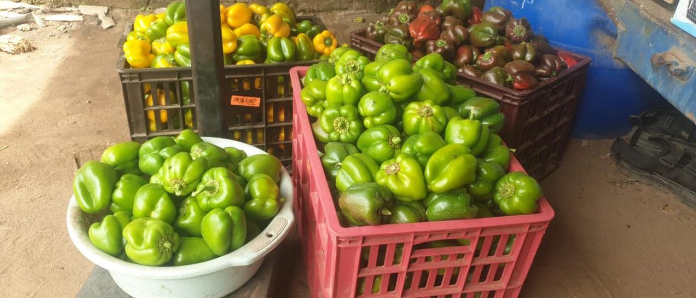 Bell pepper