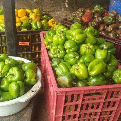 Bell pepper