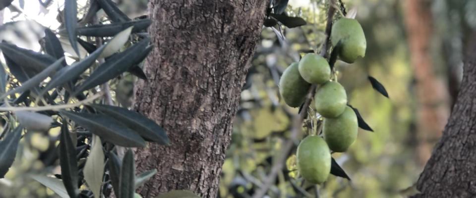 JJ And Twins Olives Trees