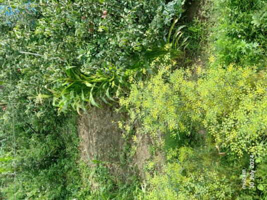 Shaire goodluck traders