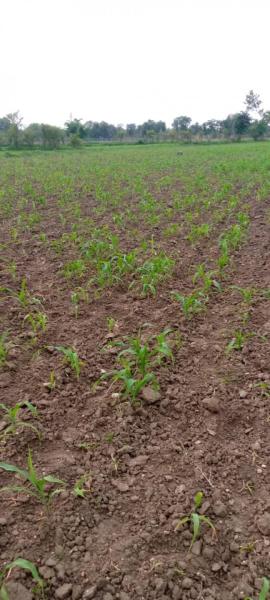 Calabash (Bottle gourd)