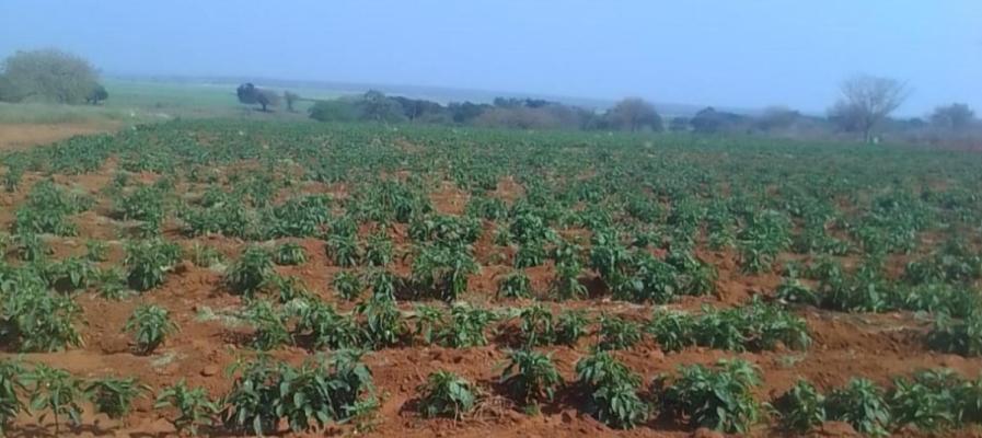 Khoza Mafa farm