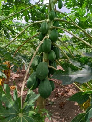 Jardin de fÃ©licitÃ©