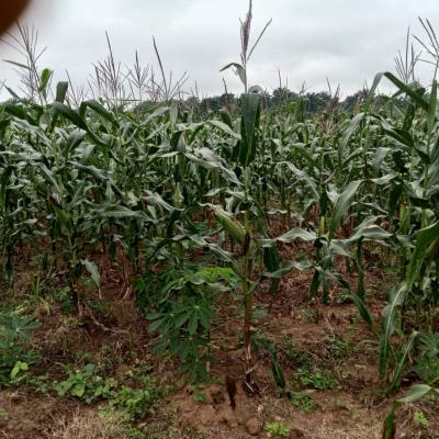 Modesty Multi-dynamics Farms