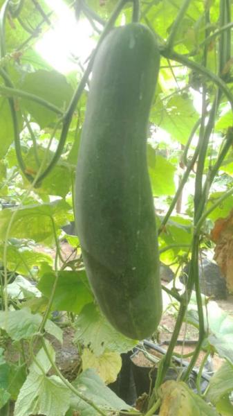 English Cucumbers