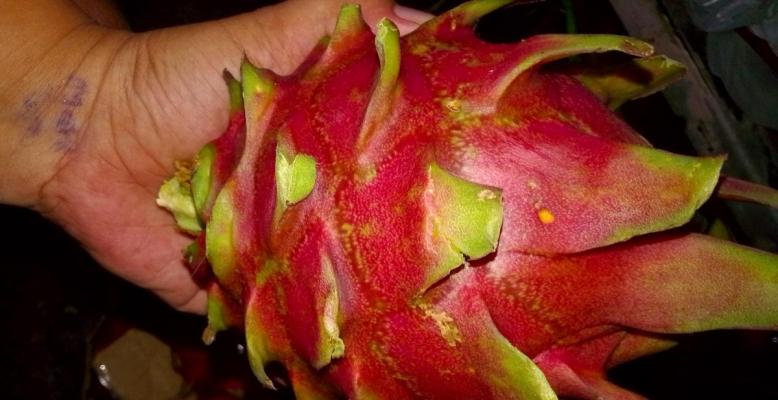 Marivicss Dragon Fruit Seller