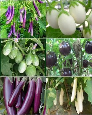 NKILIJIWA FARMING PROJECTS AND FOOD SUPPLIERS GROUP