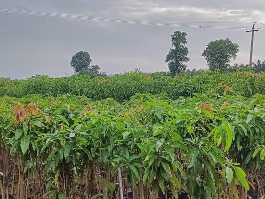 Sri Lakshmi Venkateswara nursery and gardens