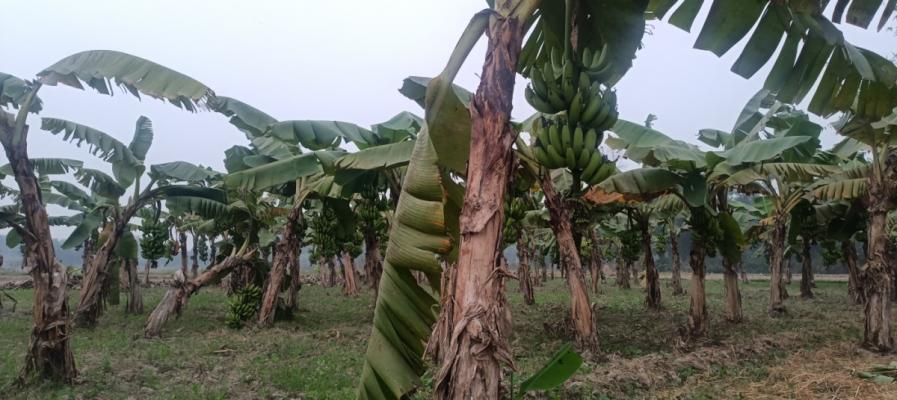 Shashi Bhushan Kunwar