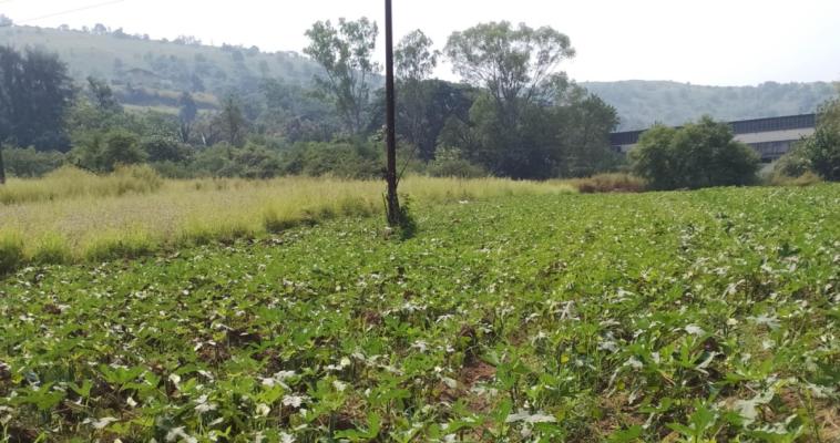 Sabji bhaji pala freesh home delivery