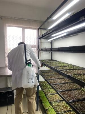 DEW OF HEAVEN MICROGREENS