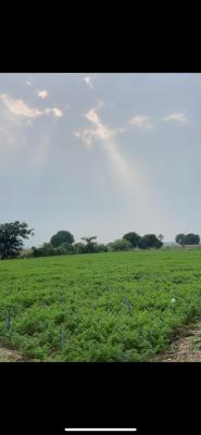 Carrot and beet root farm