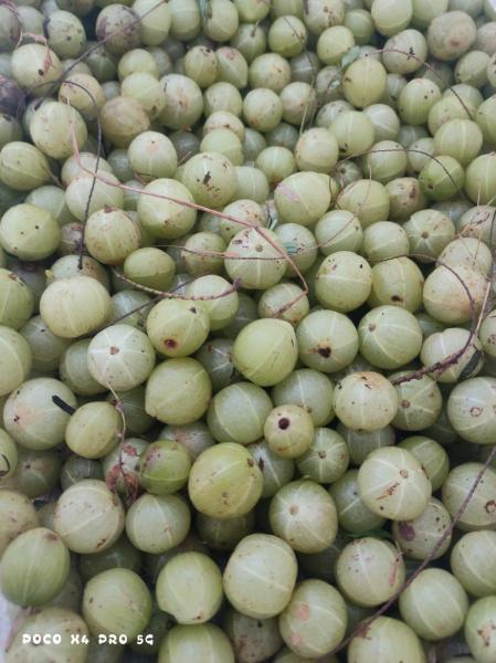 Indian Gooseberry