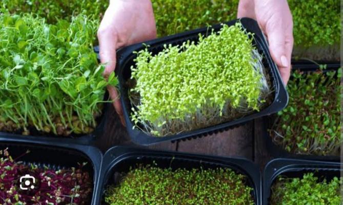 Grofresh microgreen