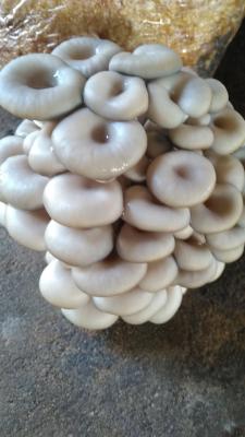 Chila Agroalied Global Ltd