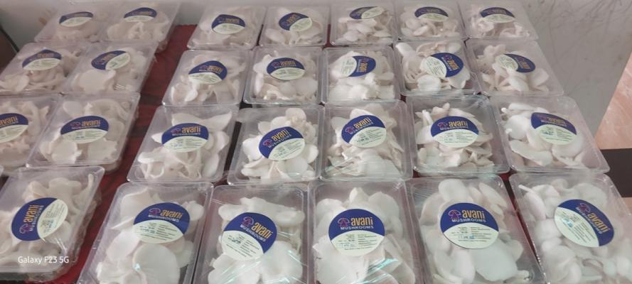 Avani Oyster mushroom farm