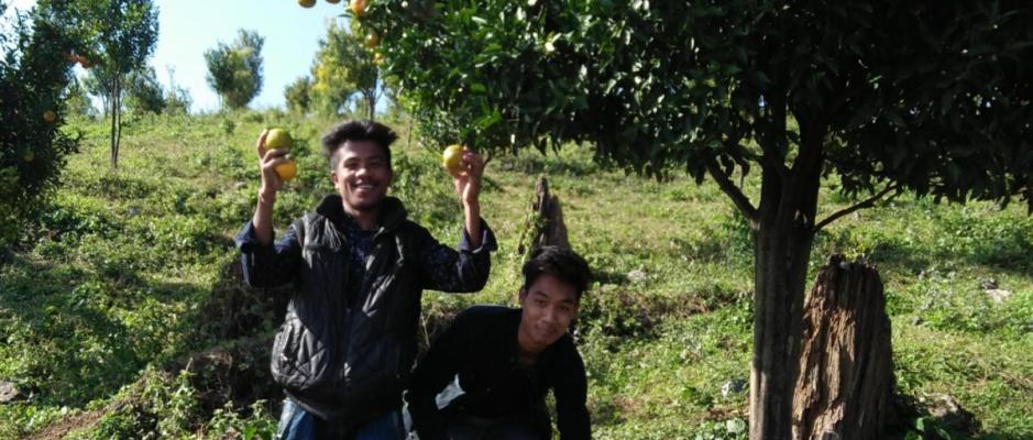 Arunachal Orange