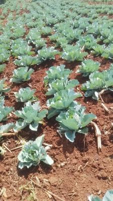 Lutatwa ngome lumbasi