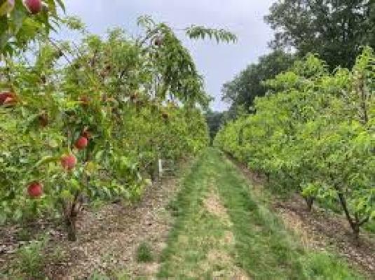 Fruit and vegetables