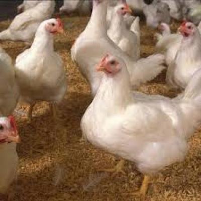 Double E chicken hub