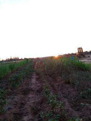 Les de élices de men jardin