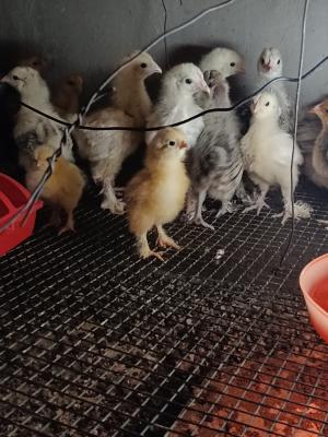 Candlelight Organic Farms