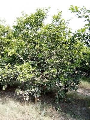 Marth Sarkar frouit Farm