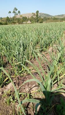 Garlic farming