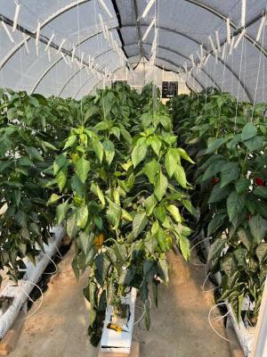 Fargo Agricultural Revolution