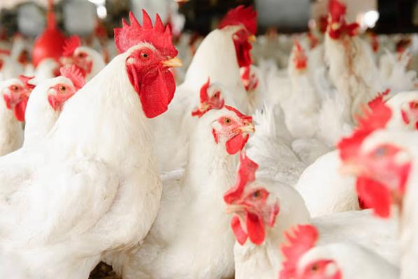 Order to generation poultry farm