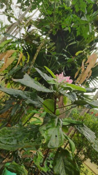 Hariman Sharma Apples