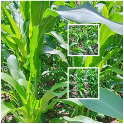 Hearty Organic Foods