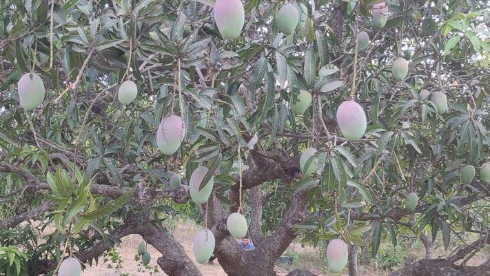 PGT Mangoes