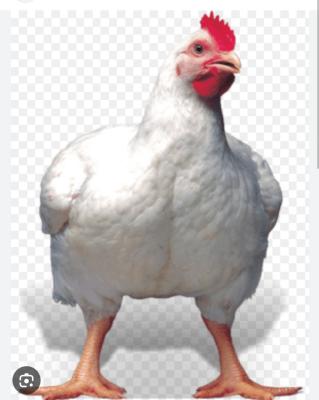 IBU produce supplies