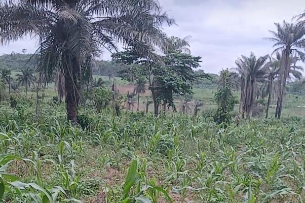 MO AGRONOMY VENTURES