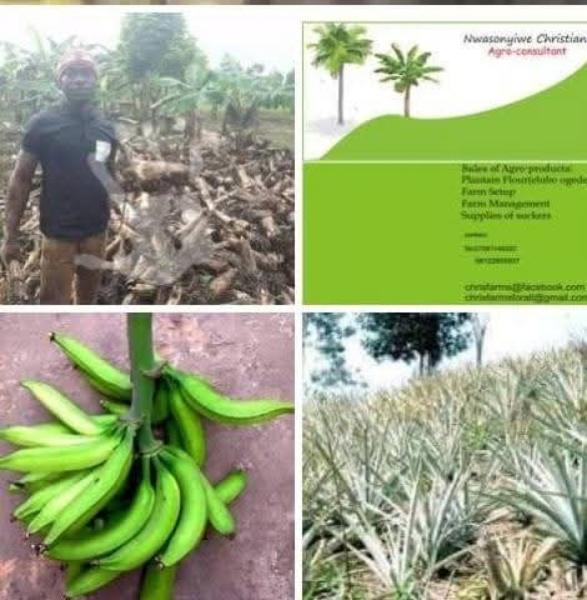 Lagos Bologi (Shoko)