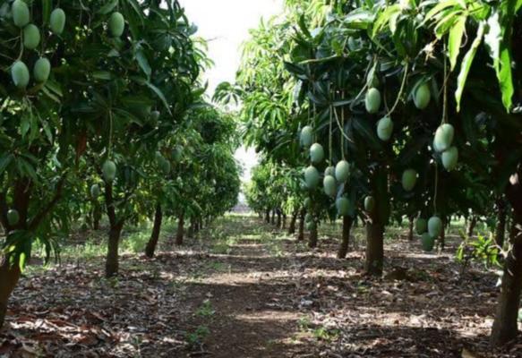 SAVALE GROUP OF COMPANIES