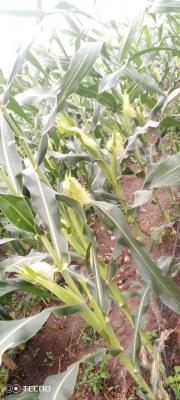 DELAW INTEGRATED AGROFARMS & FOOD VENTURES