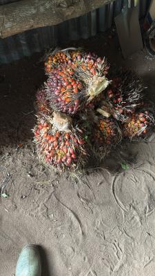 EMEB AGRO FARM NIG LTD