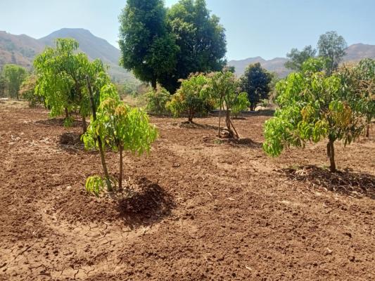 Mangoes Tukaram Baburao Dimble